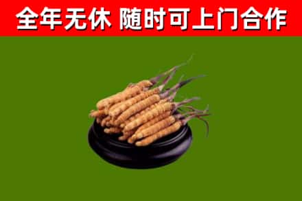 竞秀烟酒回收冬虫夏草.jpg